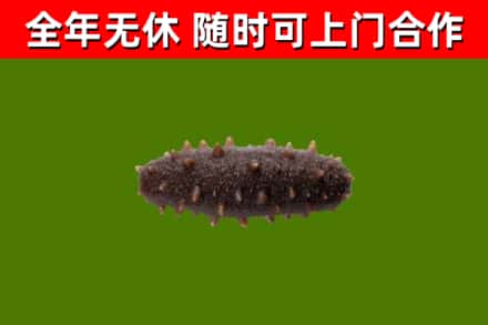 绵阳市烟酒回收干海参.jpg